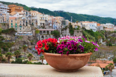 High angle view of potted plant