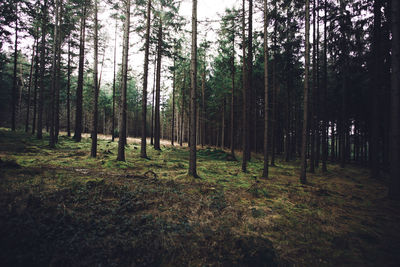 Trees in forest