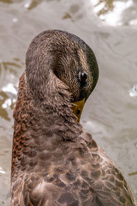 Mallard duck. anas platyrhynchos. one female wild duck beside water. 