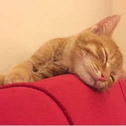 Close-up of cat sleeping on sofa