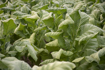 Close-up of green leaves