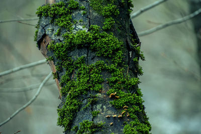 Close-up of tree trunk