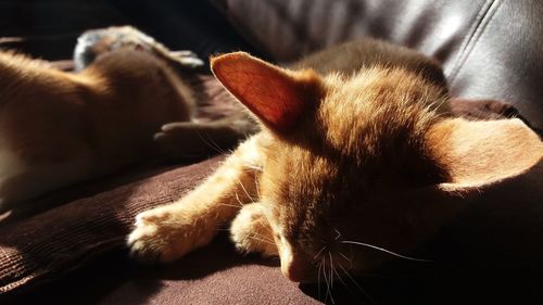 Close-up of cat lying down