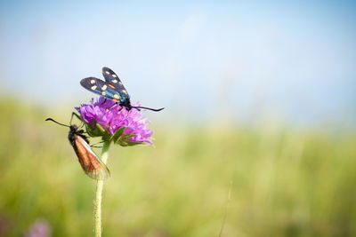 Close-up of butterfly pollinating on purple flower