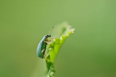 Close-up of insect on plant