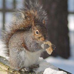 Close-up of squirrel on ground