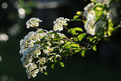 Close-up of white flowers