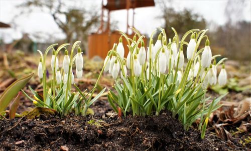 Close-up of fresh green plants on field