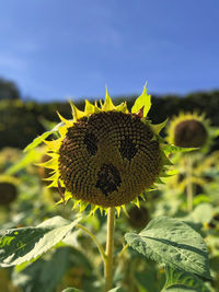 Close-up of sunflower on plant