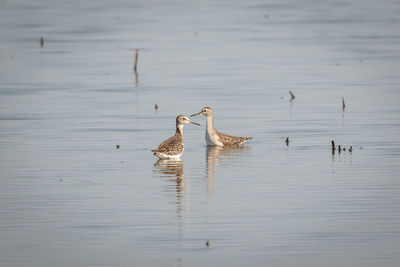 Birds in lake