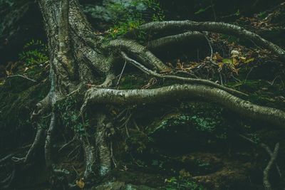 Close-up of tree roots in forest