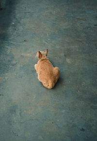 High angle view of cat on footpath