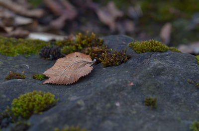 Close-up of dry autumn leaf