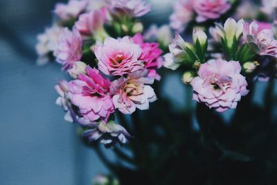 Close-up of pink flowers