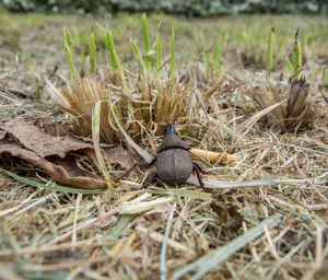 Close-up of snail on land