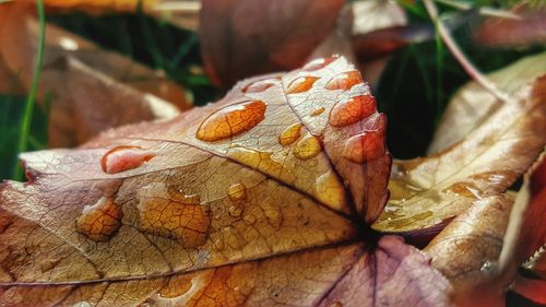 Close-up of crab on leaf during autumn