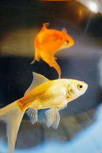 Close-up of fish swimming in sea