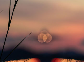 Sun shining through tree