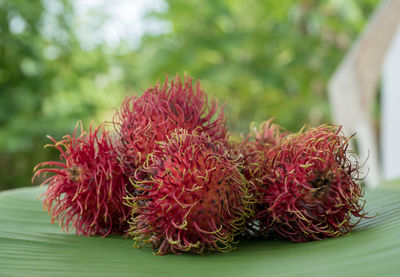 Close-up of red rambutan on plant