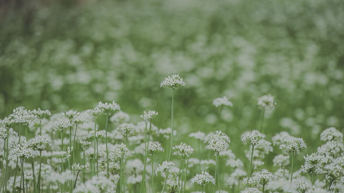 Close-up of flowering plants on field