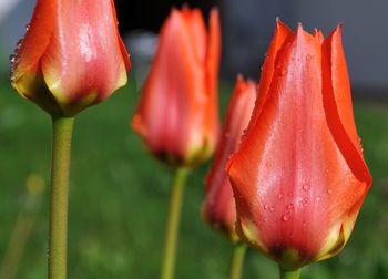 Close-up of water drops on red flower