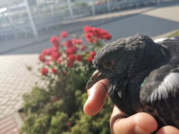 Close-up of hand holding bird