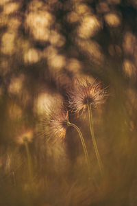 Close-up of dandelion on plant