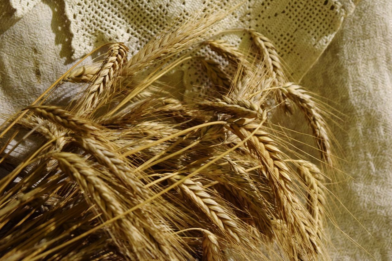 CLOSE-UP OF WHEAT PLANTS