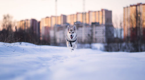 Dog in snow