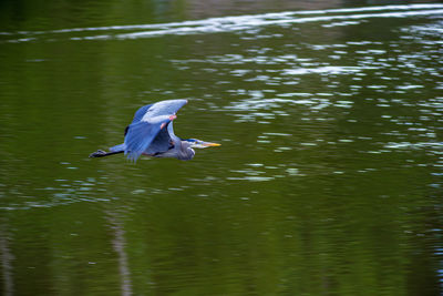 View of a bird flying over lake