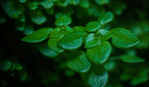 Close-up of water drops on plant