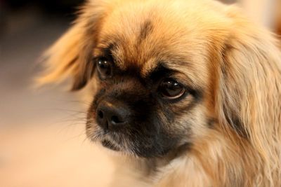 Close-up portrait of dog