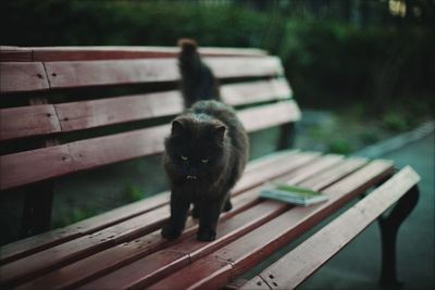 Portrait of cat standing on bench