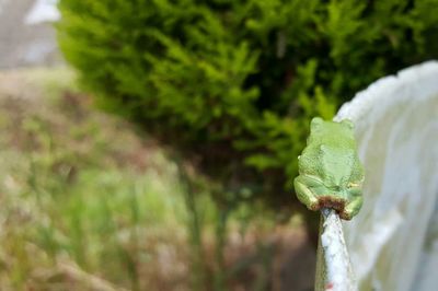 Close-up of fresh green plant