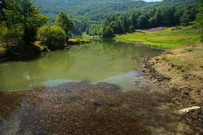 Scenic view of lake amidst trees in forest