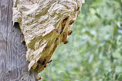 Close-up of a tree trunk