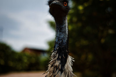 Close-up of a bird