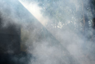 Low angle view of smoke emitting from tree