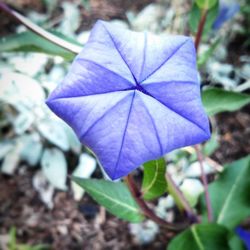 Close-up of purple flowers