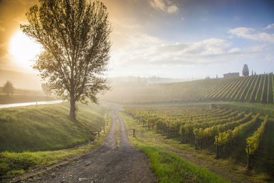 Scenic view of vineyard against sky during sunrise