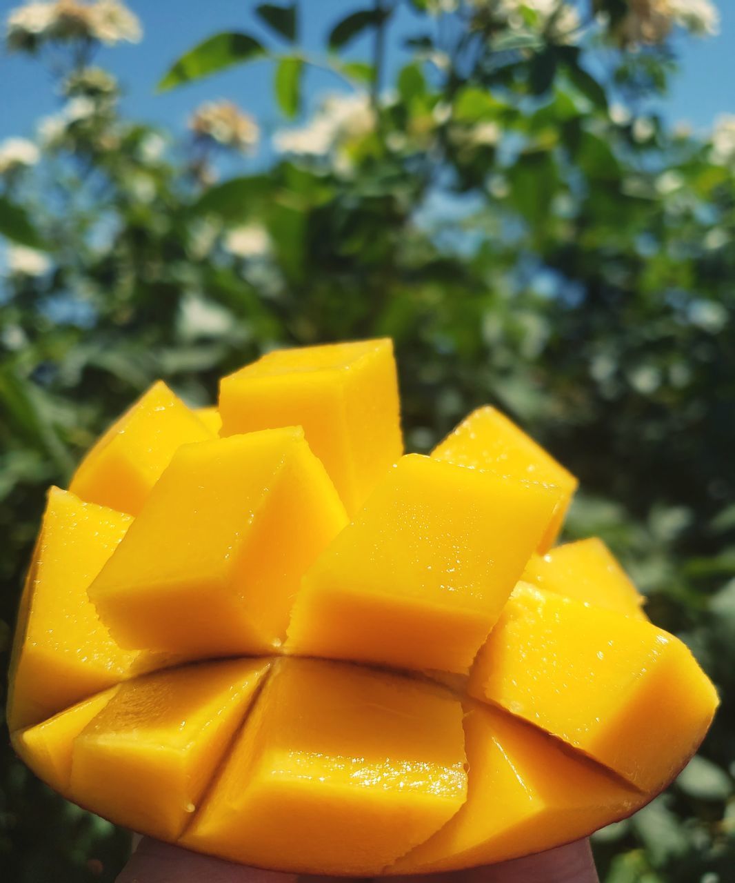 CLOSE-UP OF FRESH YELLOW LEMON AND TREE