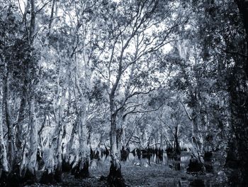 Trees in forest during winter