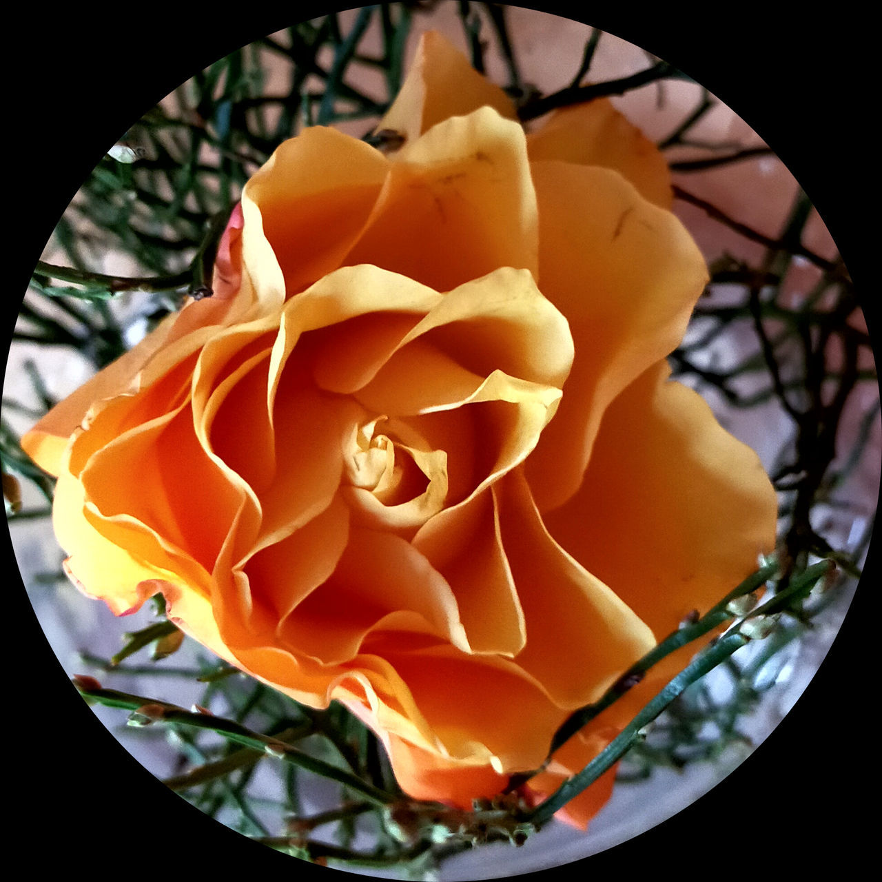 flower, yellow, rose, freshness, beauty in nature, plant, flowering plant, close-up, petal, no people, nature, macro photography, black background, indoors, flower head, inflorescence, food, orange, fragility, food and drink, orange color, garden roses, studio shot, floristry