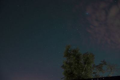 Low angle view of trees against sky at night