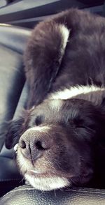 Close-up of dog sleeping