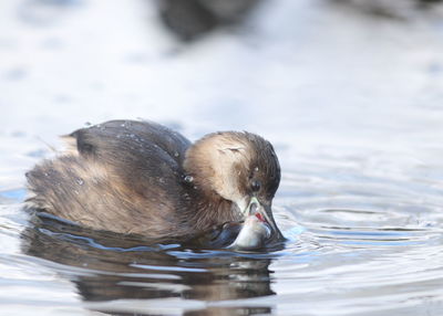 Ducks swimming in lake