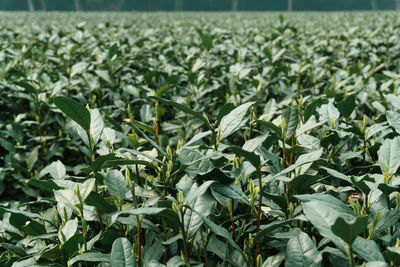 Plants growing on field