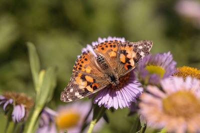 High angle view of butterfly pollinating on purple flower