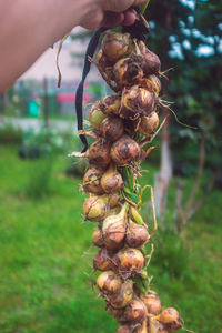 Close-up of hand holding berries hanging from plant