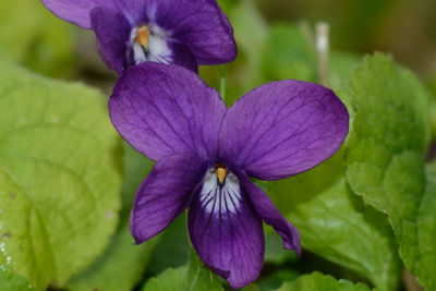 Close-up of purple flowering plant